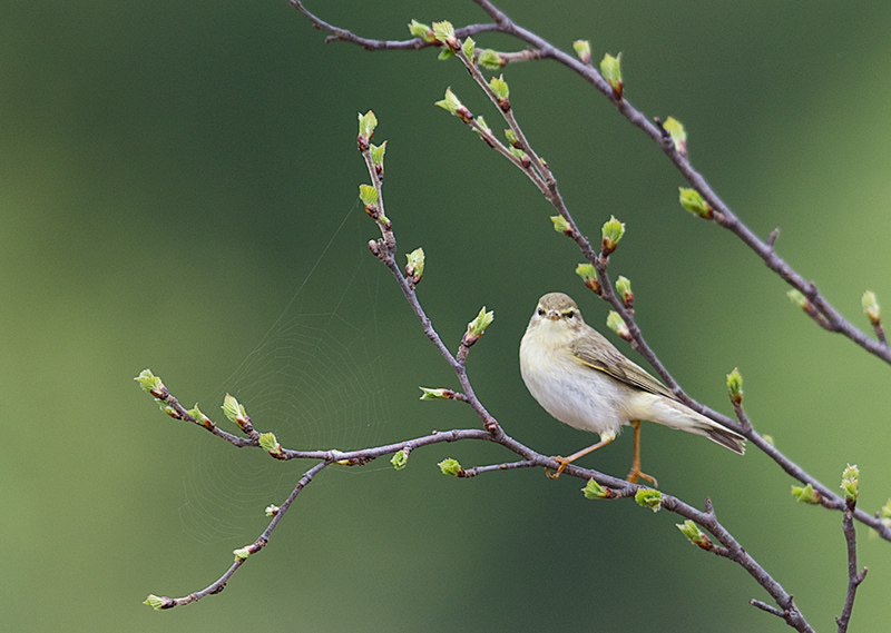 Løvsanger - Willow warbler (Phylloscopus trochilus).jpg